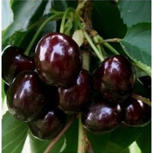 Черешня Дагестанка