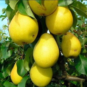 Груша Чижовская