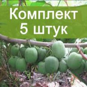 Комплект 5шт / Актинидия Жемчужина Сада (женская)