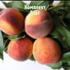 Комплект 5шт / Персик Крымский фейерверк: фото и описание