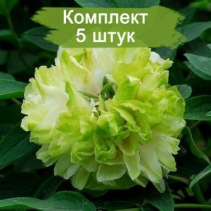 Комплект 5шт / Пион древовидный Green Jade - З