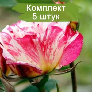 Комплект 5шт / Роза Зебулон (миниатюрные)