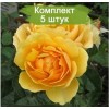 Саженцы штамбовой розы Эмбер Куин (Amber Queen) -  5 шт.