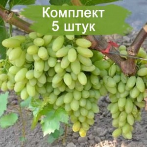 Комплект 5шт / Виноград Столетие - Кишмиш (Ранний/Белый)