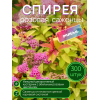 Спирея розовая / опт 300 штук